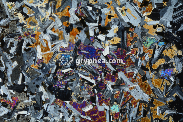 Gabbro LPA x3,5 - gryphea.org